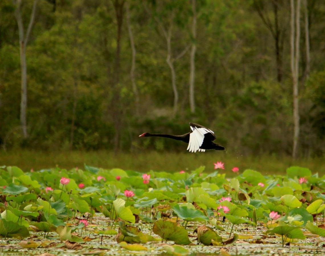 Wild Nature Lodge, Mareeba Wetlands Biboohra Zewnętrze zdjęcie